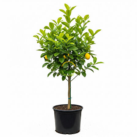 5 Yaş Aşılı 7 Veren(Yediveren) Mayer Limon Fidanı XL Boy
