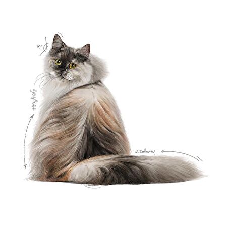 Royal Canin Hair&Skin Tüy ve Deri Sağlığı için Yaş Kedi Maması 85g