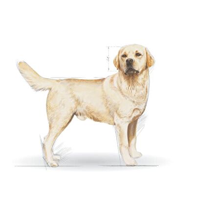 Royal Canin Labrador Retriever Yetişkin Kuru Köpek Maması 12kg