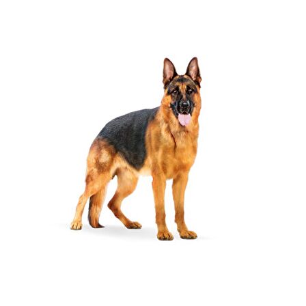 Royal Canin Büyük Irklar için Yetişkin Kuru Köpek Maması 15 Kg