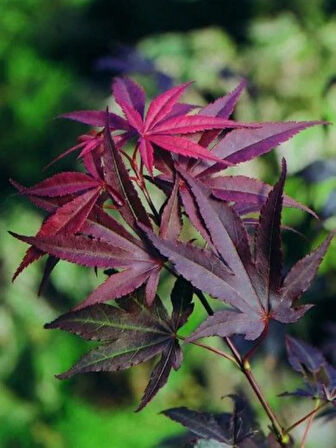 "1 Adet Kırmızı Yapraklı Japon Akçaağaç (Acer palmatum) Fidanı - Bahçeniz İçin Zarif ve Canlı Renkler"