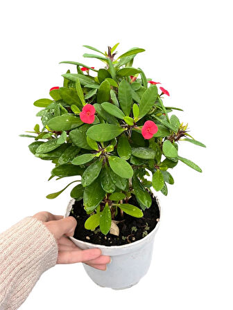 Euphorbia milii Dikenler tacı