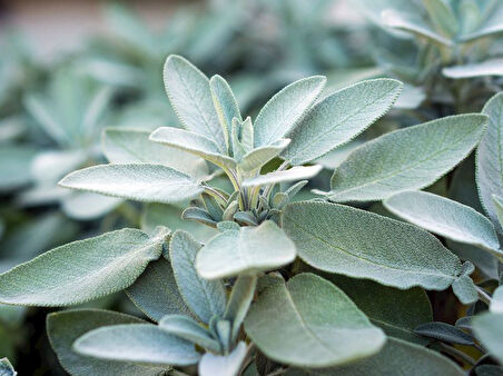 Salvia Officinalis Adaçayı Fidesi 10-20 cm