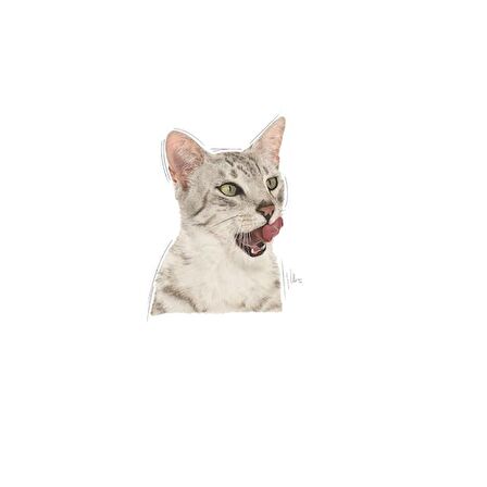 Royal Canin Sensory Tat Duyusu için Sos İçerisinde Yaş Kedi Maması 85g