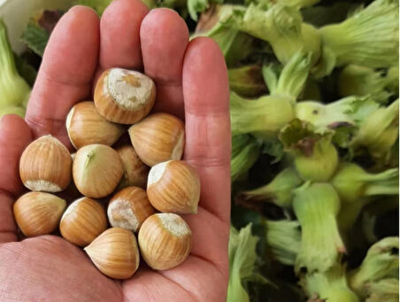 1kg 1.kalite Taze Yaş Yeşil Fındık, Organik Fındık, Sütlü Fındık, Kabuklu Fındık, Çiğ Fındık