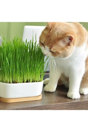 Doğal Kedi Çimi Tüy Yumağı Önleyici