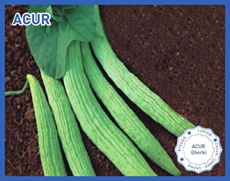 Biogen Acur Tohumu 25gr 1 Paket