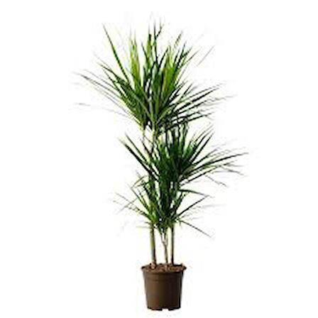 Marginata Dracena 3 lü Dikim( 130-150 Cm)