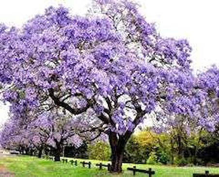 Dünya'nın En Hızlı Büyüyen Ağacı Paulownia Fidanı(10 Adet Boy 20 İla 40cm )