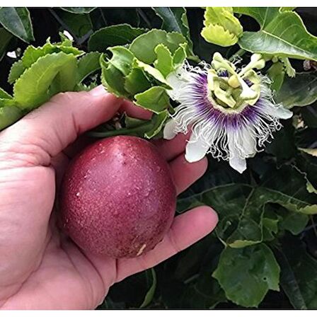 Tüplü Mavi Çiçekli Kokulu Passiflora Ağacı Fidanı