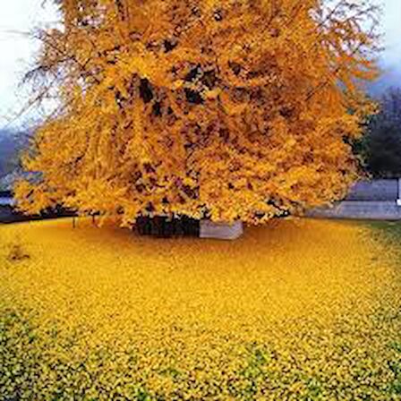 Tüplü Ginkgo Biloba Mabet Ağacı Fidanı