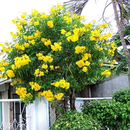 Sarı Acem Borusu Sarmaşığı Fidanı 30-50 cm
