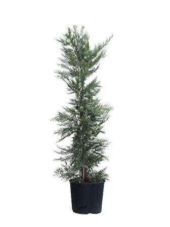 Leylandi Fidanı Cupressocyparis leylandii, +200 cm, Saksıda