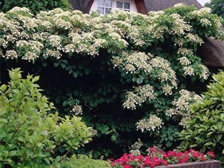 Sarmaşık Ortanca Hydrangea anomale Petiolaris, İTHAL, Saksıda