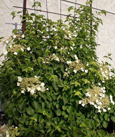 Sarmaşık Ortanca Hydrangea anomale Petiolaris, İTHAL, Saksıda