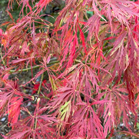 Ağaç Tohumu - Japon Akçaağacı 'Dissectum Rubrifolium' - 10 Adet