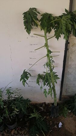 Meyve verme durumunda Papaya meyvesi fidan(boy 150cm ile 200cm)