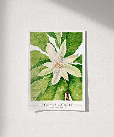 Çerçevesiz Poster Mary Vaux Walcott Umbrella Tree