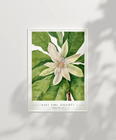 Çerçevesiz Poster Mary Vaux Walcott Umbrella Tree