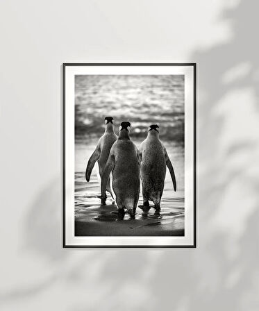 Çerçevesiz Poster Penguen Kardeşliğ,