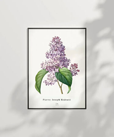 Çerçevesiz Poster Pierre Joseph Redoure Lilac