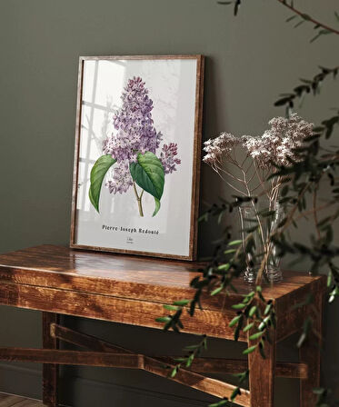 Çerçevesiz Poster Pierre Joseph Redoure Lilac