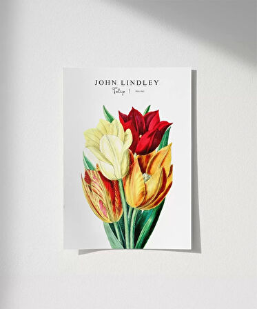 Çerçevesiz Poster John Lindley Lale