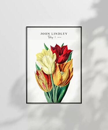 Çerçevesiz Poster John Lindley Lale