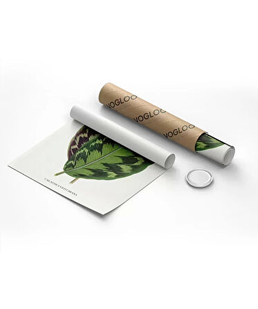 Çerçevesiz Poster Benjamin Fawsett Calathea Veitchiana