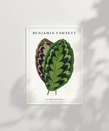 Çerçevesiz Poster Benjamin Fawsett Calathea Veitchiana