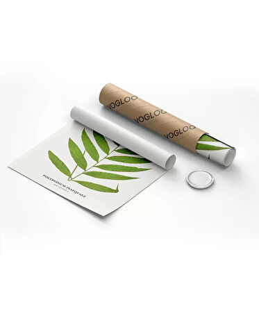 Çerçevesiz Poster Polypodium Inaequale