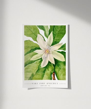 Çerçevesiz Poster Mary Vaux Walcott Umbrella Tree