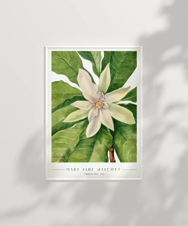 Çerçevesiz Poster Mary Vaux Walcott Umbrella Tree
