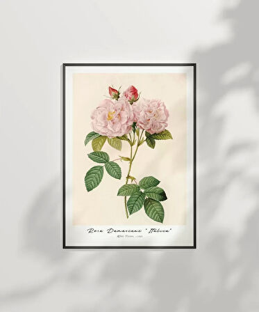 Çerçevesiz Poster Rosa Damascane Italica