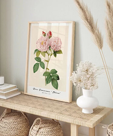 Çerçevesiz Poster Rosa Damascane Italica