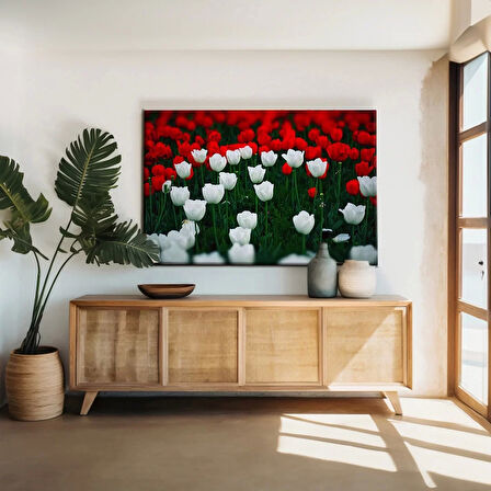 Kırmızı Beyaz Lale Bahçesi Kanvas Tablo