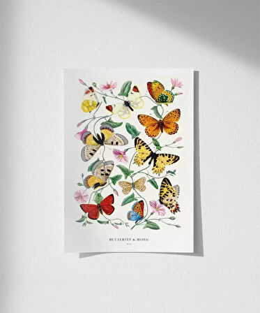 Çerçevesiz Poster Kelebekler ve Güveler