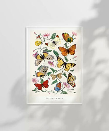 Çerçevesiz Poster Kelebekler ve Güveler