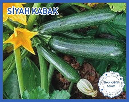 Biogen Siyah Kabak Tohumu 10gr 1 Paket