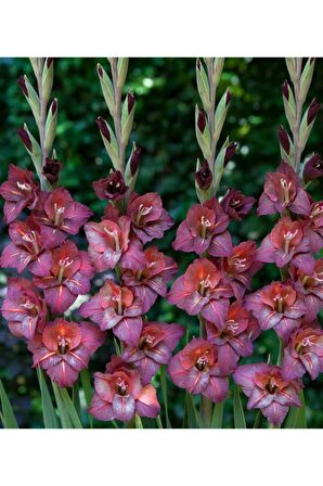 5 Adet Özel Renkli Ithal Glayör Çiçek Soğanı