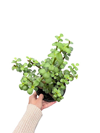 Crassula ovata Para ağacı
