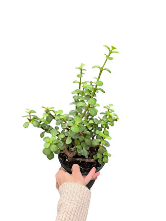 Crassula ovata Para ağacı