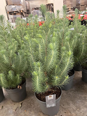 Pinus Pinea ( Sılver Crest ) - Fıstık Çamı 