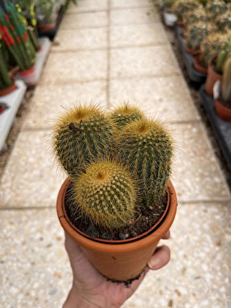 Parodia Leninghausii cactüs (Nadir tür kaktüs) SARI KULE KAKTÜSÜ