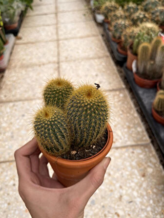 Parodia Leninghausii cactüs (Nadir tür kaktüs) SARI KULE KAKTÜSÜ