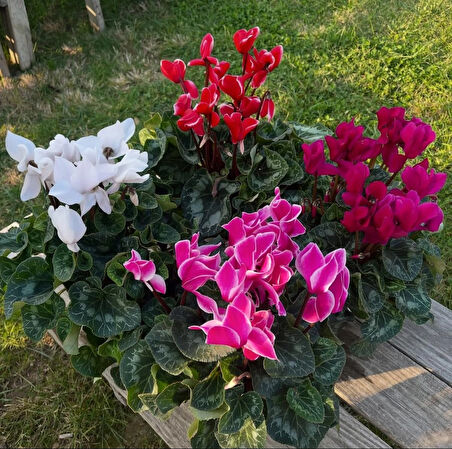 4 ADET Cyclamen (Sıklamen) Çiçeği (karışık renk sıklamen seti)