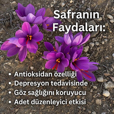 Safran Soğanı - 10 Adet