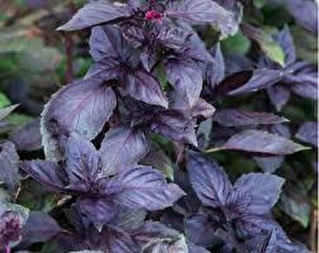 Star Seed Mor Reyhan Tohumu 2 Gr