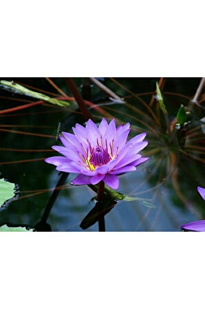 5 Adet Mor Renk Lotus Çiçeği Tohumu ( Nilüfer ) Lotus Tohumu