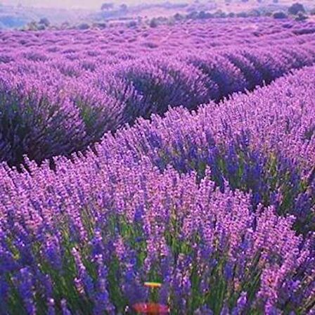 10 Adet Saksıda Lavanta Fidanı lavandula officinalis,